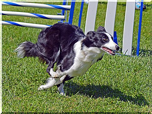 Professional training of border collies