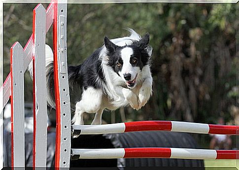 Activities with the border collie