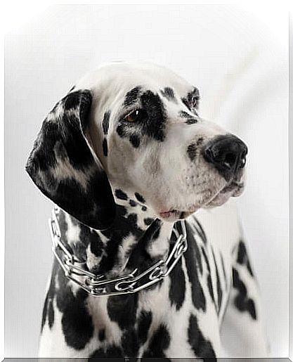 Spike collars for dogs