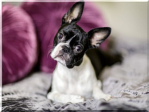 Boston terrier puppy care