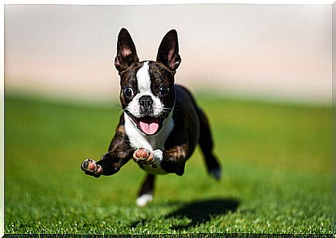 Boston terrier: feeding