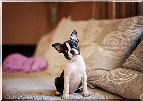 Boston terrier: health