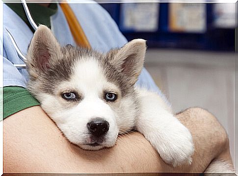 Puppy vaccination guidelines