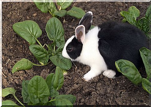 Rabbits and spinach: 4 things to keep in mind