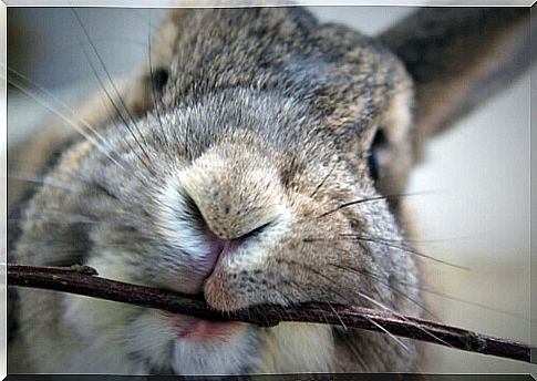 Rabbit biting a stick.