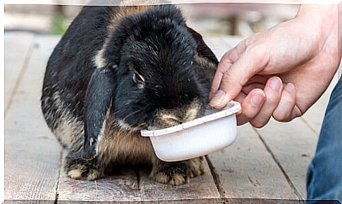 Rabbit drinking water from a bowl.