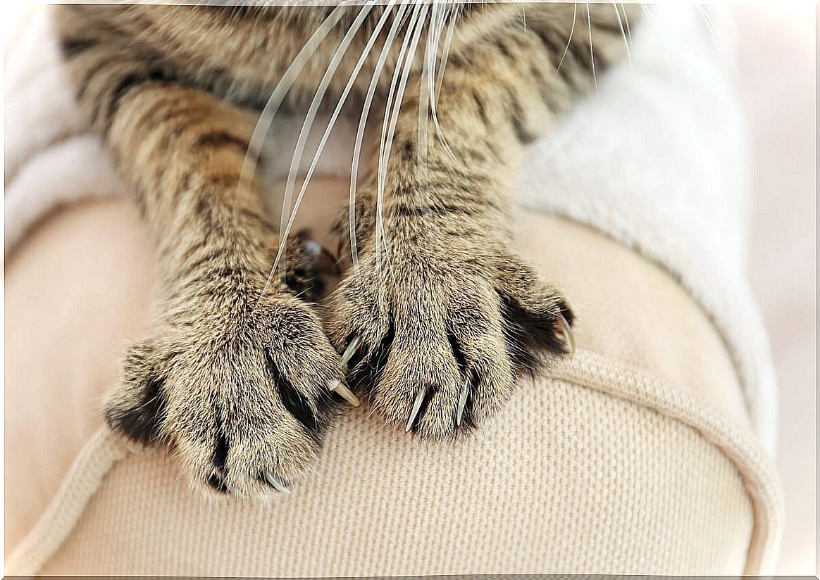 A cat's claw up close.