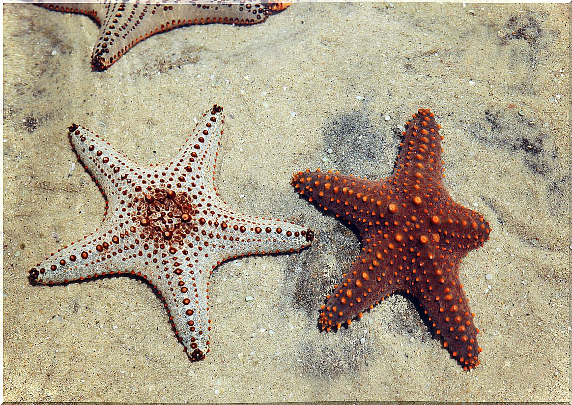 Regeneration in starfish: the secret of life?