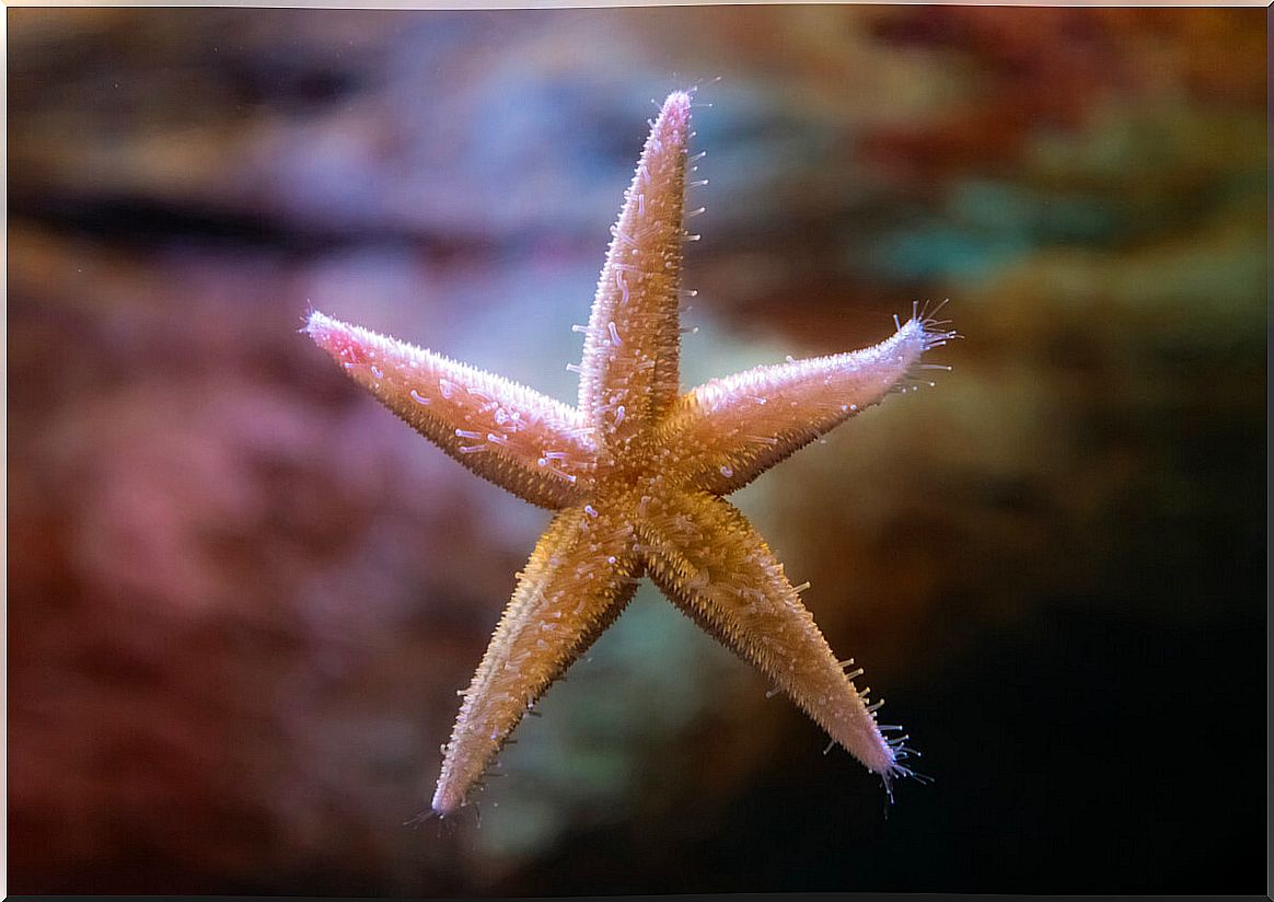 A starfish stuck to the glass.