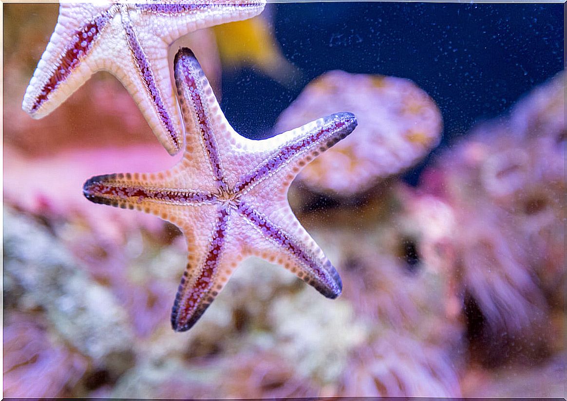 White starfish.