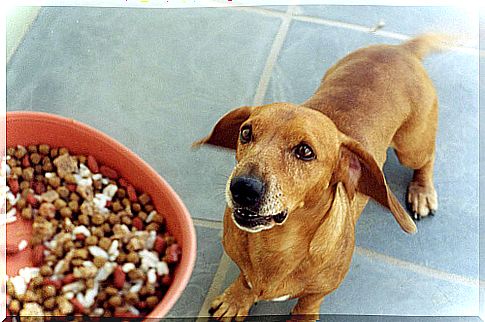 Rice with meat recipe for small dogs