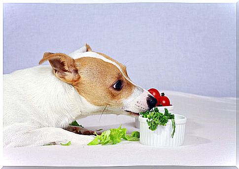 Salad recipes for dogs