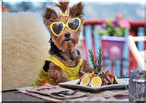 Dog and salad