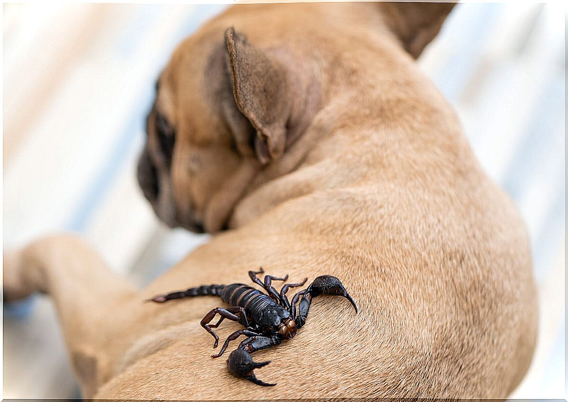 Scorpion sting in dogs: How to act?