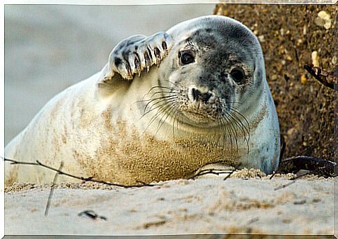 Seal: know all about this 'water dog'