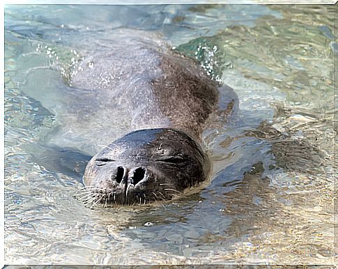 Mediterranean monk seal: endangered