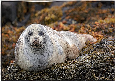 Common seal: habitat