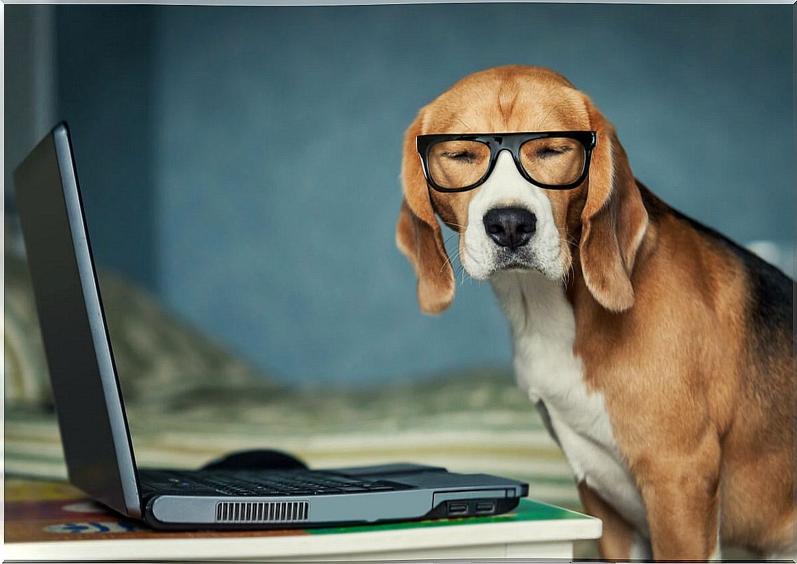 A dog looking at a computer.