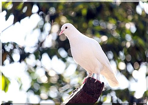 Types of pigeons: white