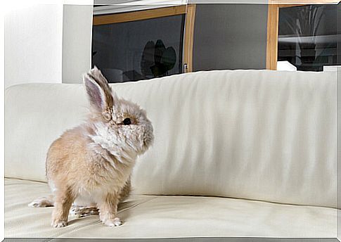 Stress in rabbits: how to combat it