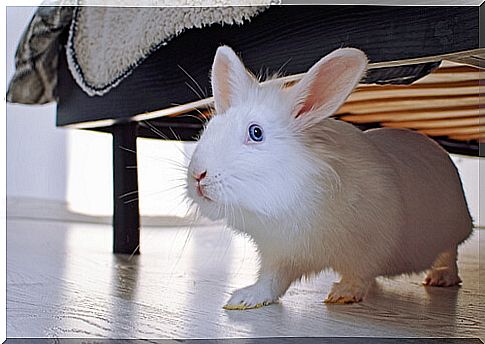 Rabbit as a pet