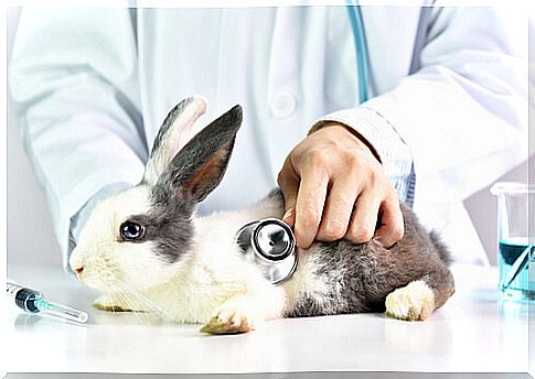 Rabbits: care and vaccinations