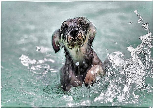 Dog swimming