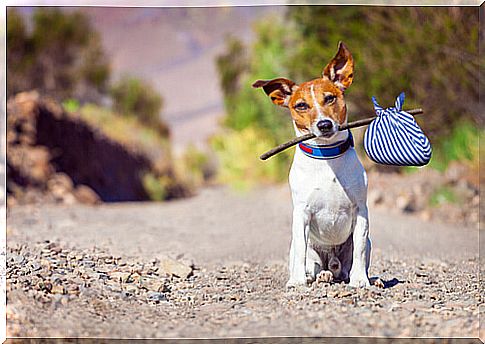 Abandonment of dogs