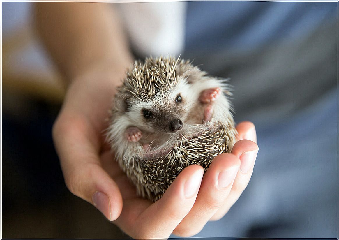 The 5 best toys for hedgehogs