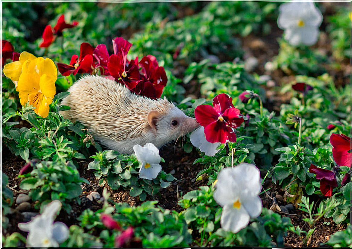 Hedgehog toys are essential.