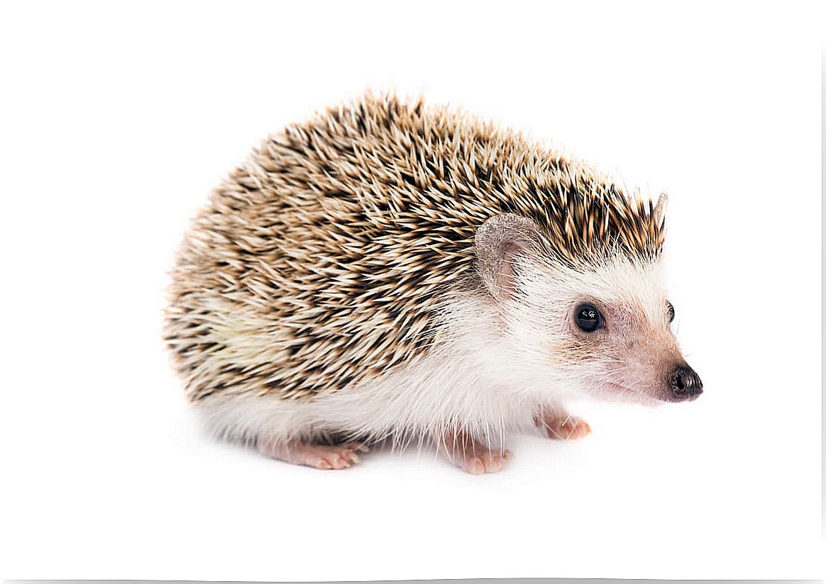 An African hedgehog on a white background.