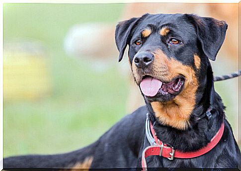 The beauceron: origin and behavior