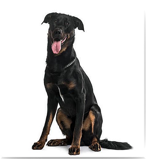 Beauceron: characteristics