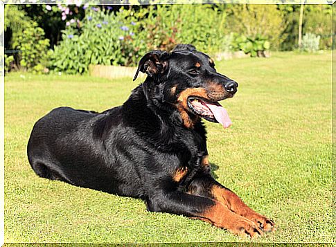 Beauceron: care