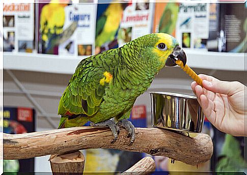 Parrot in a pet shop