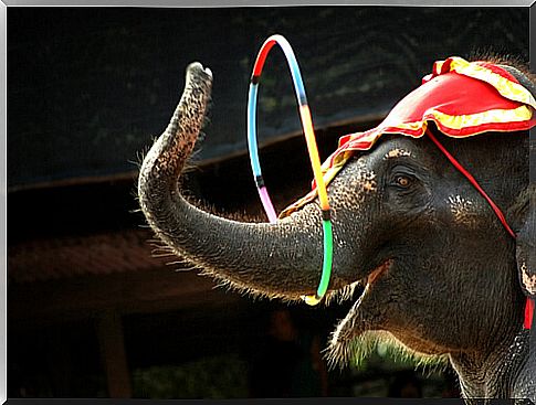 Circus elephant