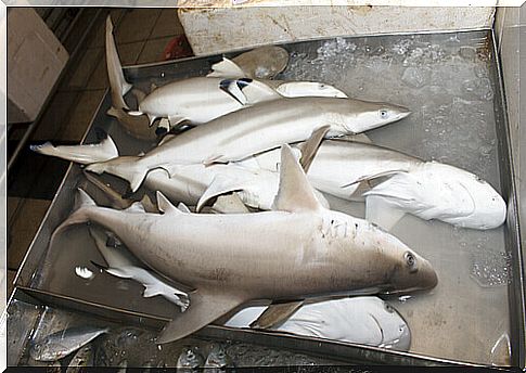 White shark specimens