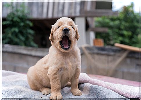 Little barking dog breeds: retriever