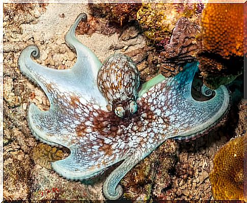 Caribbean octopus (Octopus briareus)