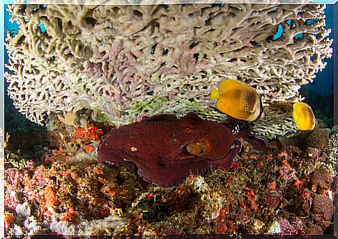 The Caribbean octopus on a coral reef.