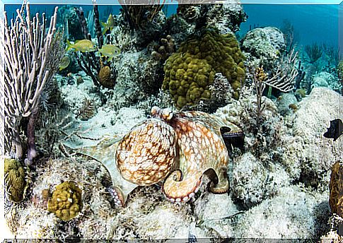 The Octopus briareus at the bottom of the sea.