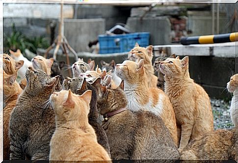 The cat islands in Japan