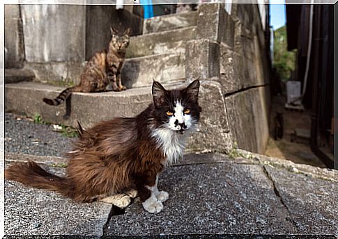 Tashirojima: island of cats