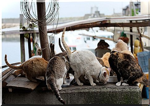 Japan's Aogashima Island: Cats