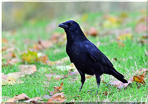 Raven as a pet