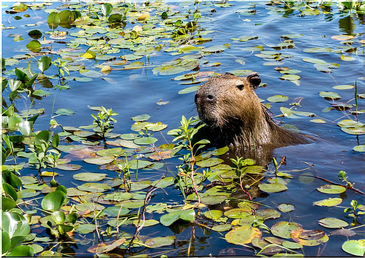 A capybara pokes its head out.