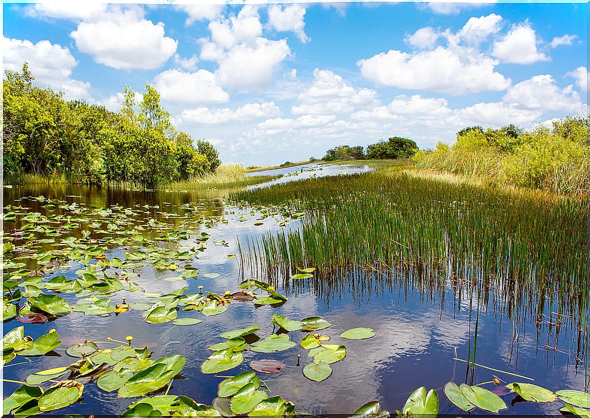 Wetlands have large concentrations of water.