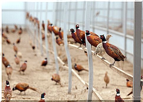 The domestic breeding of the Pheasant