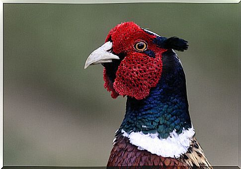 Bird: pheasant behavior