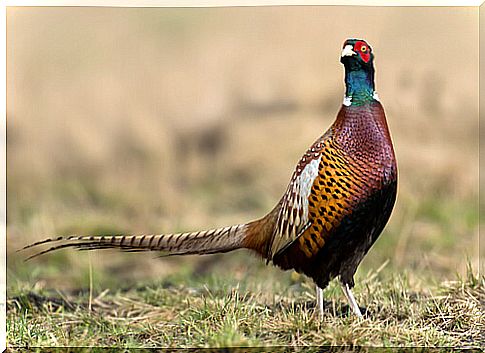 Birds: characteristics of the pheasant